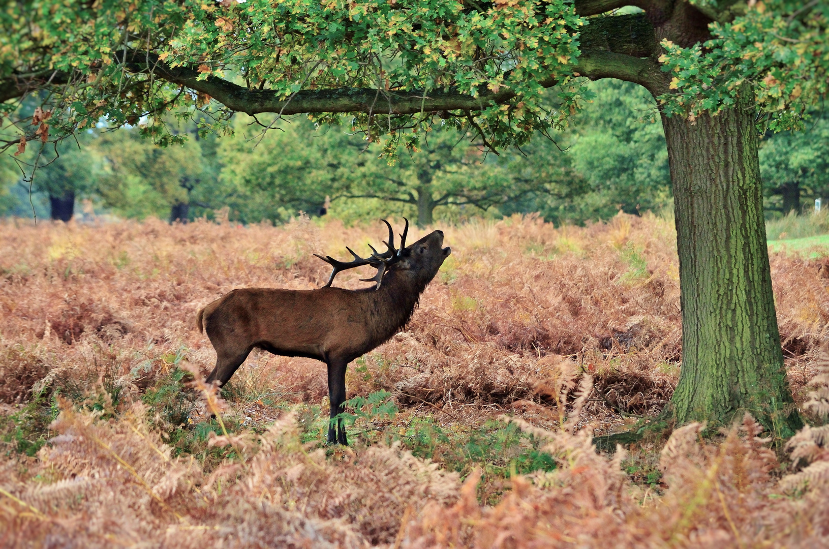 Brunftzeit im Richmond Park, London