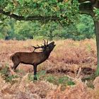 Brunftzeit im Richmond Park, London