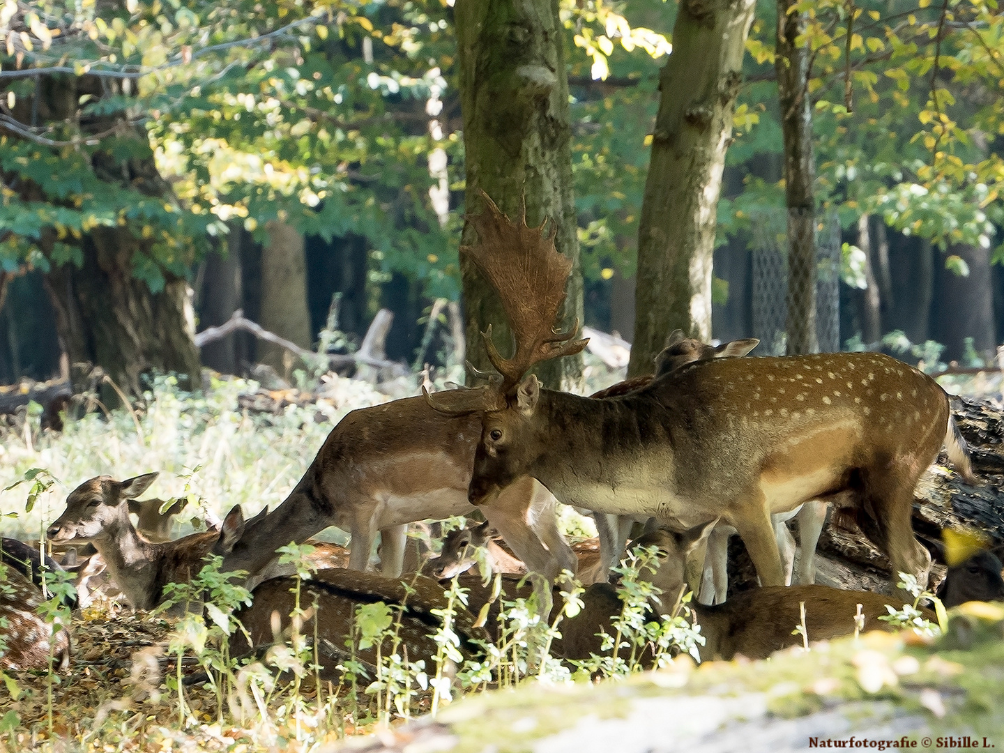 Brunftzeit im Tiergarten Hannover