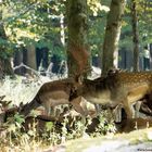 Brunftzeit im Tiergarten Hannover