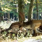 Brunftzeit im Tiergarten Hannover