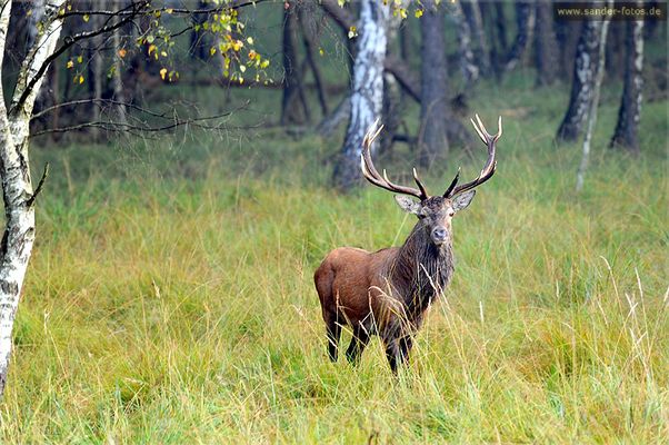 Brunftzeit in der Lausitz
