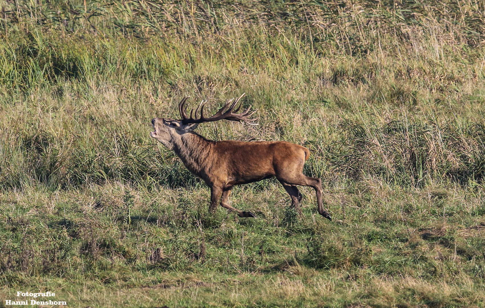 Brunftzeit in Zingst 2017.09.27 2383