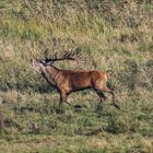 Brunftzeit in Zingst 2017.09.27 2383