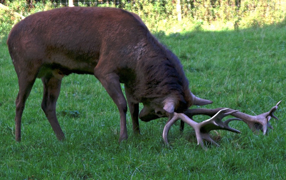 Brunftzeit - Rothirsch beim Markieren