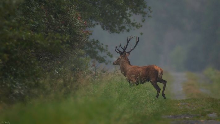 Brunftzeit Rotwild