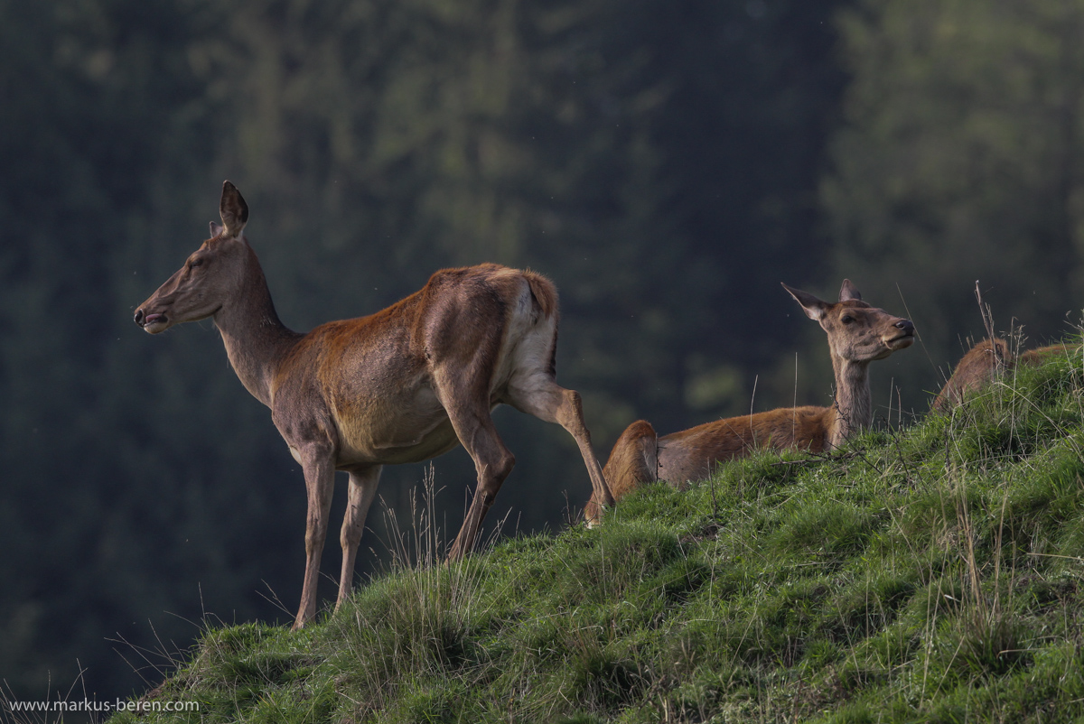 Brunftzeit- Wo ist mein Hirsch?