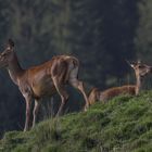 Brunftzeit- Wo ist mein Hirsch?