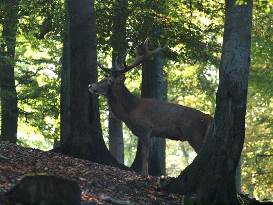 Brunftzeit zu Ende? 2 Wartet er auf einen Rivalen