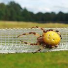 Brunhilde die Gemeine Keksspinne oder auch Female Araneus quadratus