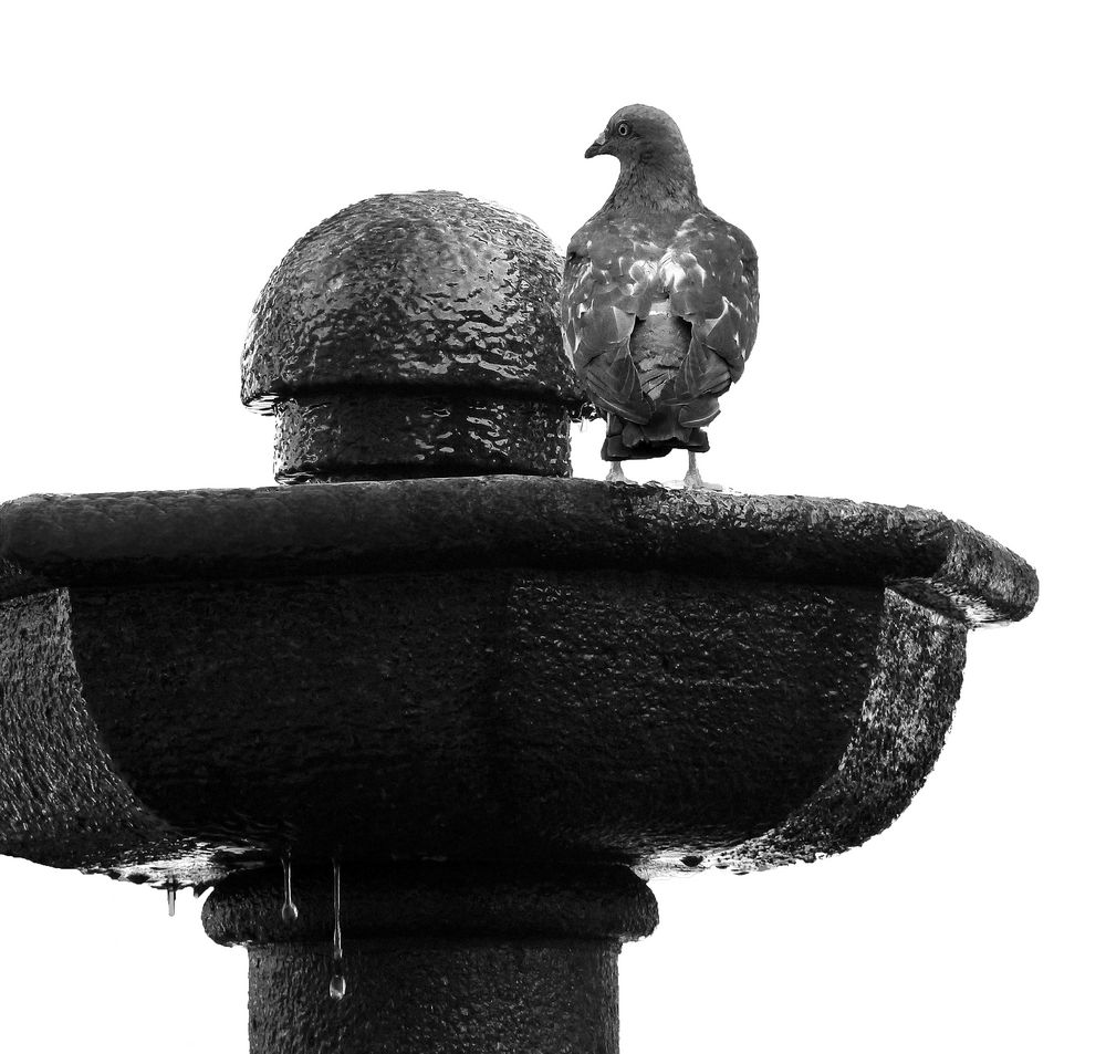 Brunnen an der Placeta Borrero, Sta. Cruz de la Palma