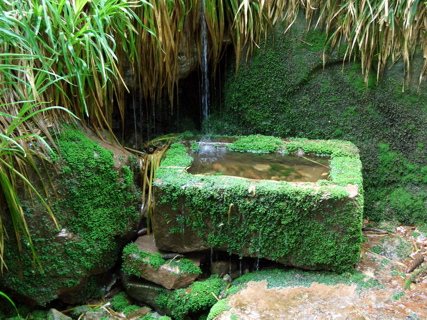 Brunnen im Schwarzwald