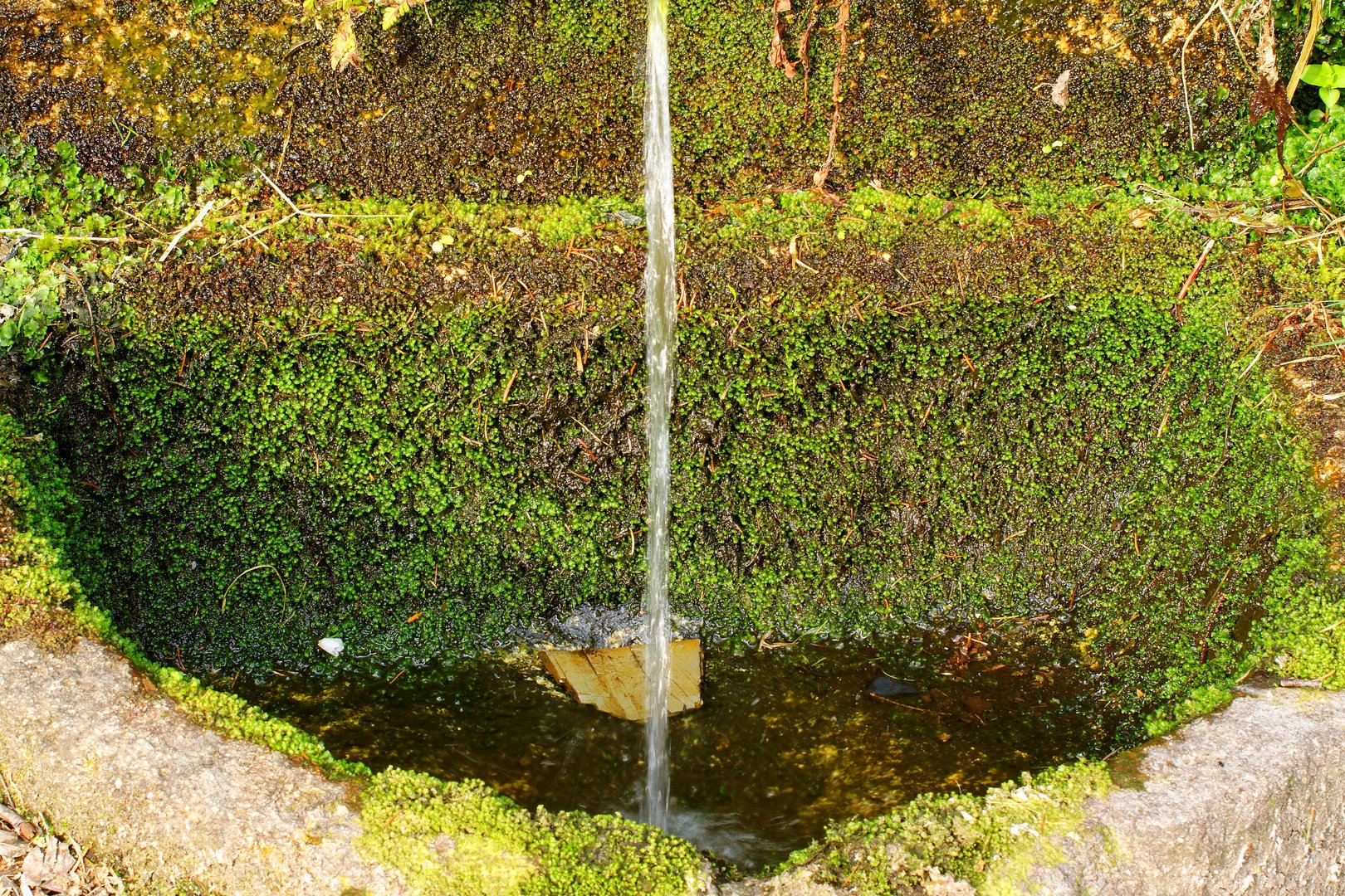 Brunnen im Wald