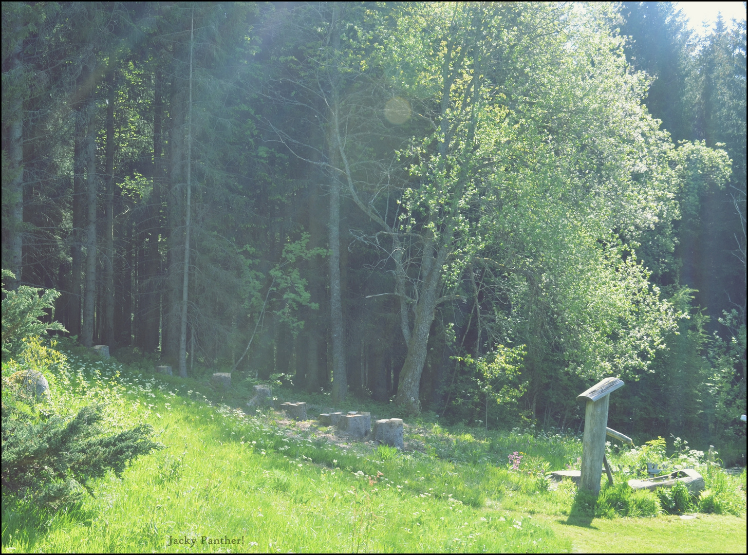 Brunnen im Wald