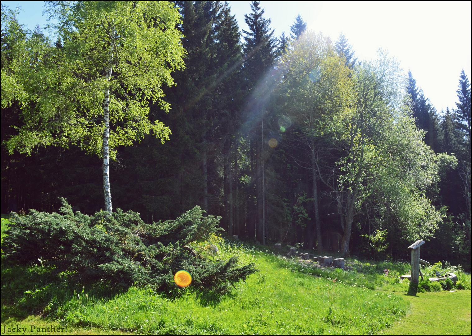 Brunnen im Wald II