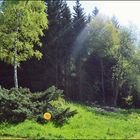 Brunnen im Wald II