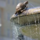 Brunnen in Bratislava