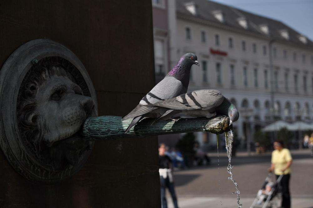 Brunnen in Karlsruhe