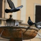 Brunnen in Rom