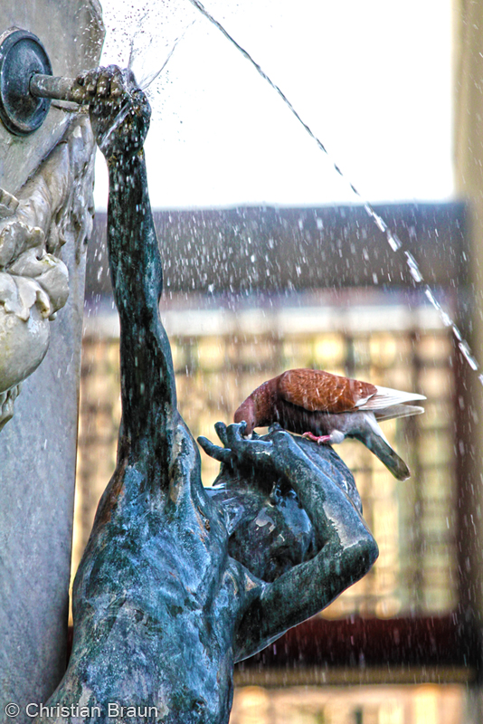 Brunnen Taube