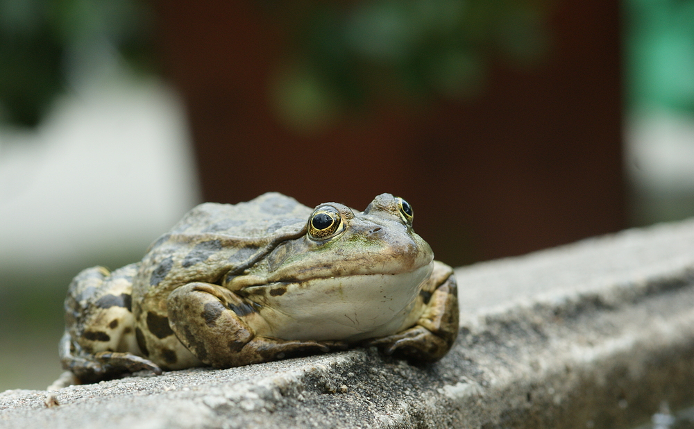 Brunnenfroschlurch