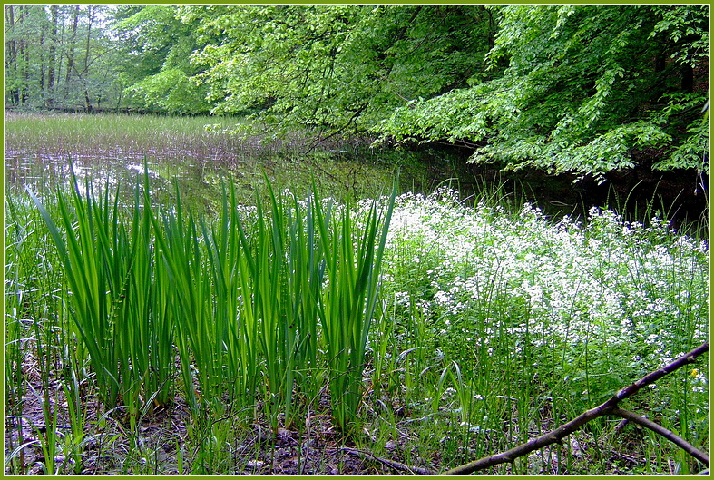 Brunnenkresse blüht am Teich