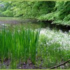 Brunnenkresse blüht am Teich