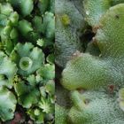 Brunnenlebermoos (Marchantia polymorpha)