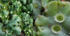 Brunnenlebermoos (Marchantia polymorpha)