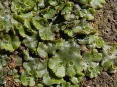 Brunnenlebermoos (Marchantia polymorpha)