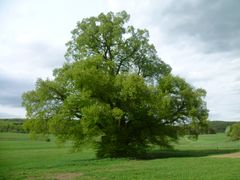 Brunnenlinde Bellersdorf 