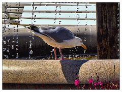 Brunnenwasser trinken