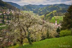 Brunnenweg mit Blick auf Ottenhöfen