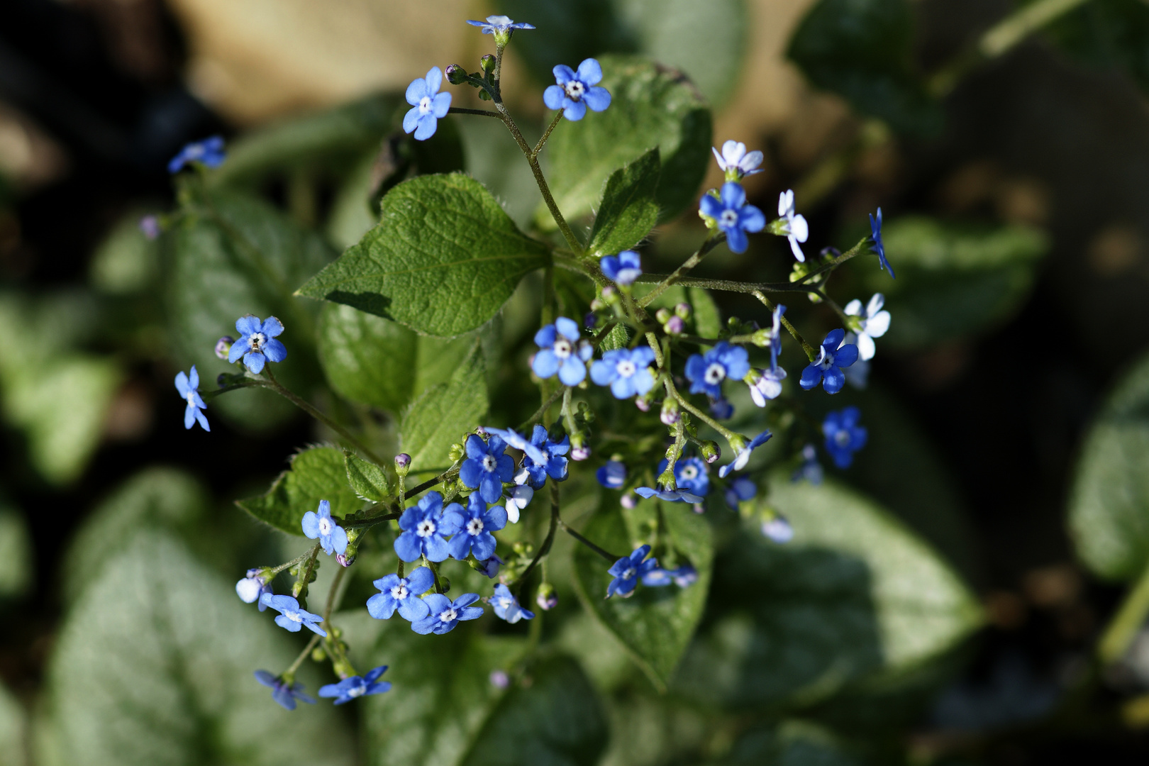 Brunnera