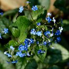 Brunnera