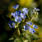 Brunnera sibirica