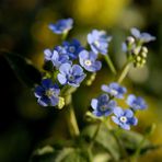 Brunnera sibirica