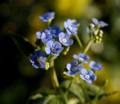 Brunnera sibirica