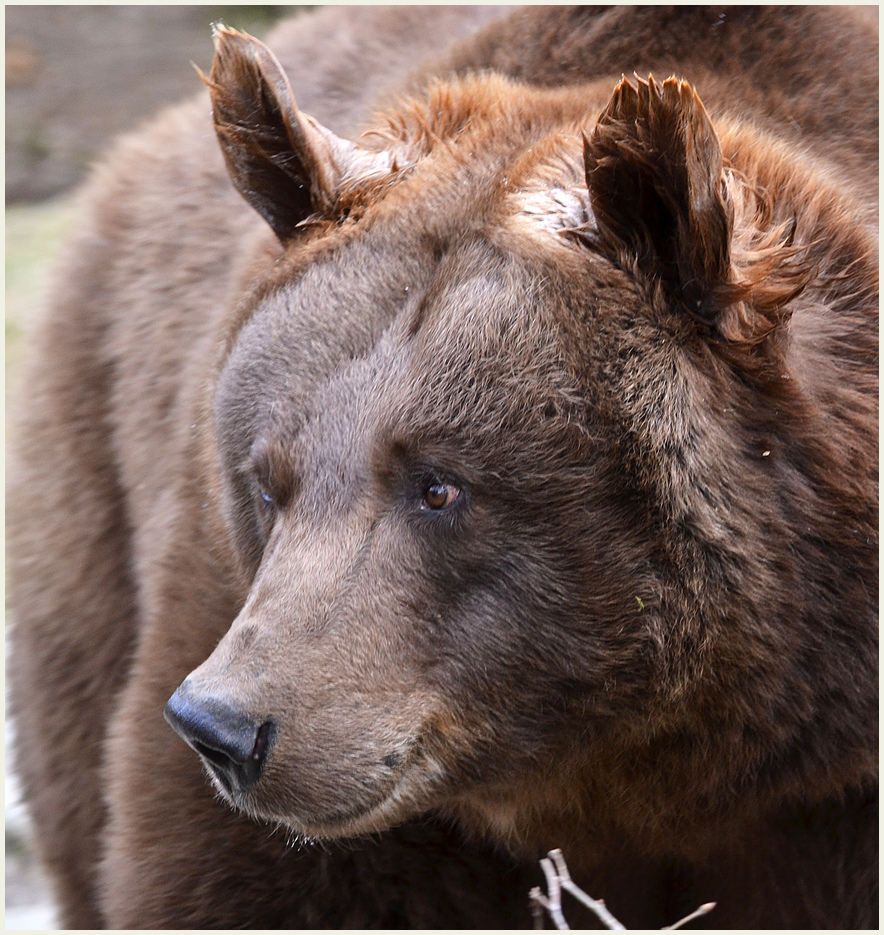 Bruno der Bär...