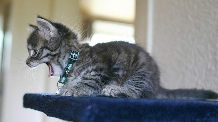 Bruno ......................................