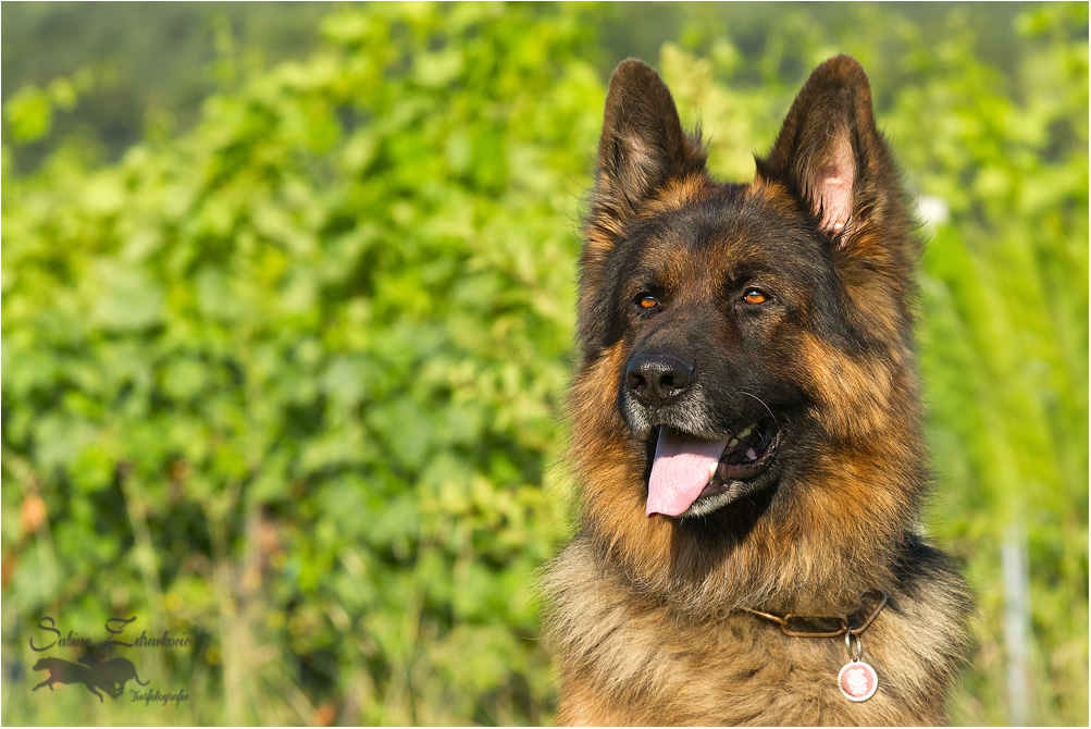 Bruno, ein vier Jahre alter Langhaarschäferhund