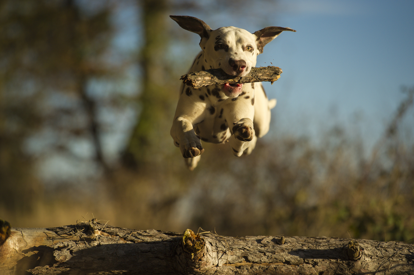 Bruno im Flug