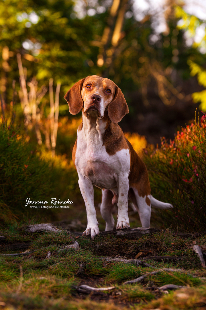 Bruno im Harz