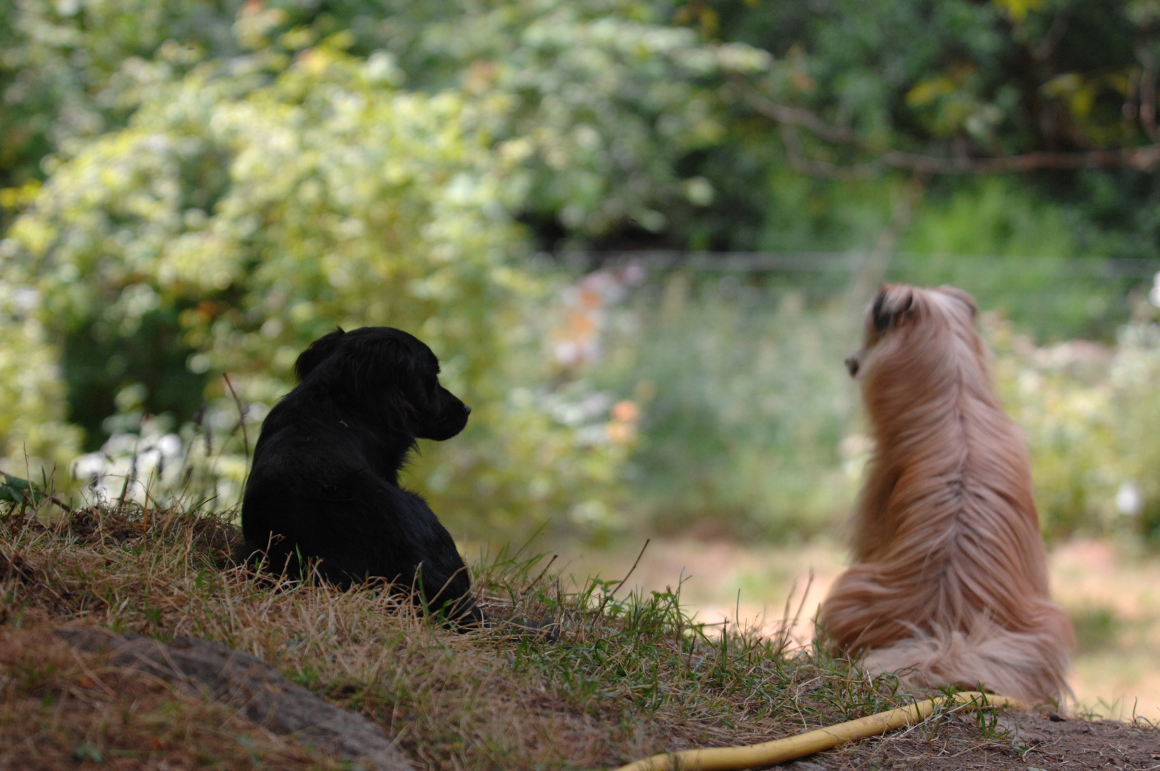 Bruno und Nero