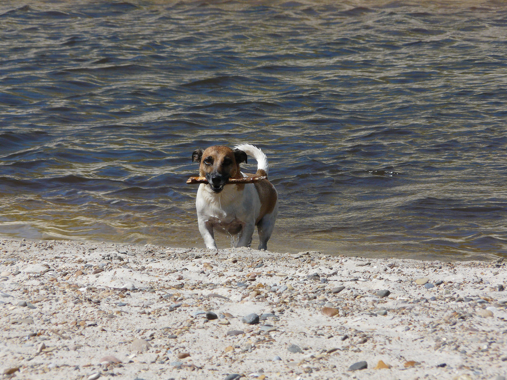 Bruno war Schwimmen