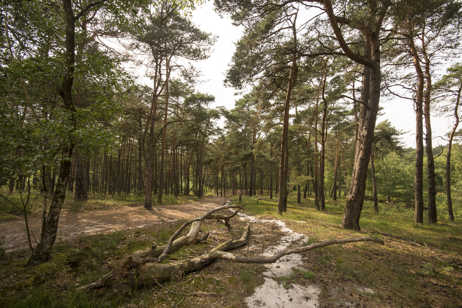 Brunssumerheide - 23