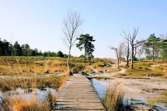 Brunsummer Heide