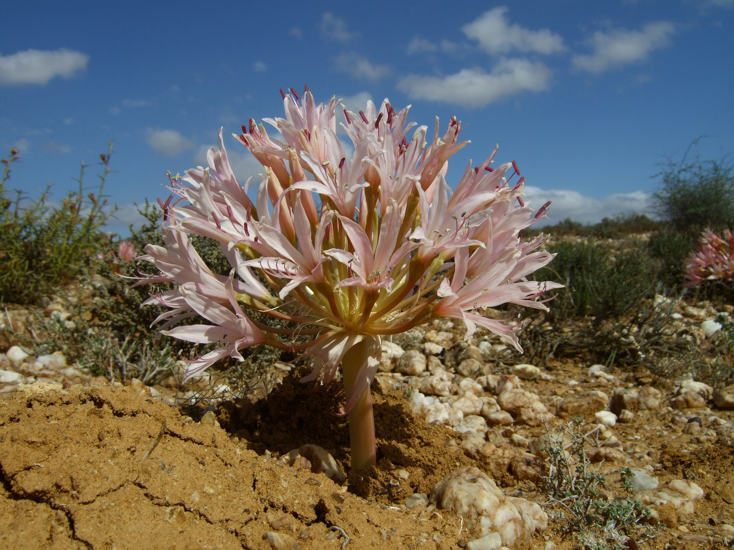 Brunsvigia bosmaniae