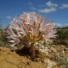 Brunsvigia bosmaniae