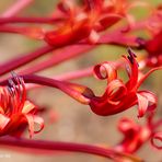 Brunsvigia orientalis